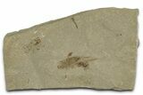 Eocene Fossil Grasshopper (Caelifera) - Green River Formation #368763-1